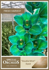 Cymbidium Painted Double Mint 80cm