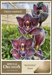 Cymbidium Painted Bazooka 60cm
