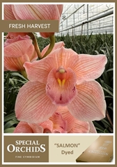 Cymbidium Painted Salmon 60cm
