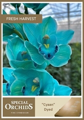 Cymbidium Painted Cyan 80cm
