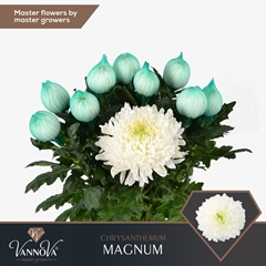 Chrysanth Single Magnum 70cm 120gr.