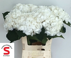 Hydrangea Schneeball 60cm 16-18cm Hd