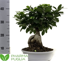 Ficus Microcarpa Ginseng 22Ø 45cm