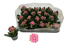Kalanchoe Double More Flowers Adelaide 6Ø 12cm