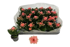 Kal Ge Mf Sigrid 6Ø 12cm