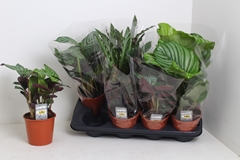 Calathea Mixed 3 Varietys 14Ø 45cm
