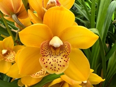 Cymbidium Mini Lovely Sue 40cm