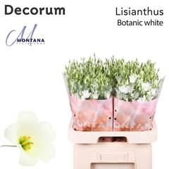 Eustoma Single Botanic White 70cm