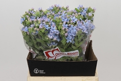 Oxypetalum Tweedia Blue 45cm