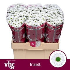 Chrysanth Santini Inzell 55cm 40gr.