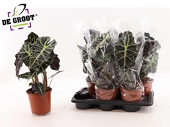 Alocasia Polly 17Ø 50cm