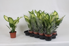 Dieffenbachia Camilla 12Ø 40cm