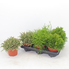Rhipsalis Mix 12Ø 20cm