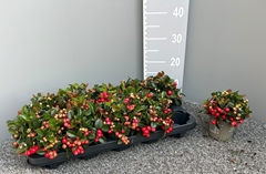 Gaultheria Big Berry 11Ø 18cm