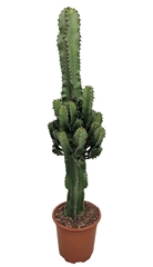 Euphorbia Ingens 17Ø 65cm