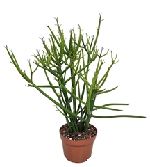 Euphorbia Tirucalli 12Ø 40cm