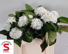 Hydrangea Schneeball 50cm 13-15cm Hd