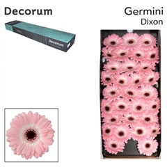 Gerbera Mini Black Center Dixon 45cm 7cm Hd