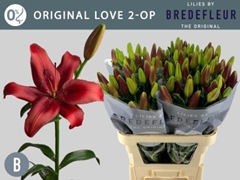 Lily La Original Love 85cm 2+