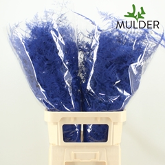 Asparagus Setaceus Painted Dark Blue 85cm