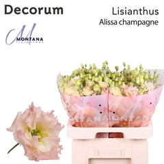 Eustoma Double Alissa Champagne 70cm