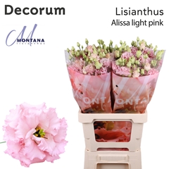 Eustoma Double Alissa Light Pink 70cm