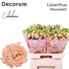 Eustoma Double Alissa Peach 70cm