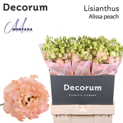 Eustoma Double Alissa Peach 70cm