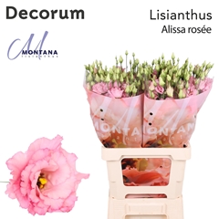 Eustoma Double Alissa Rose Pink 70cm