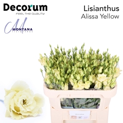 Eustoma Double Alissa Yellow 70cm