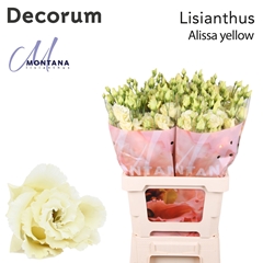 Eustoma Double Alissa Yellow 60cm