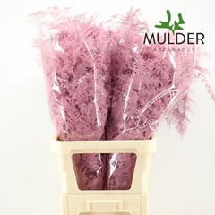 Asparagus Setaceus Painted Pink 85cm