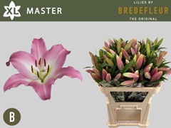 Lily Oriental Master 75cm 2+
