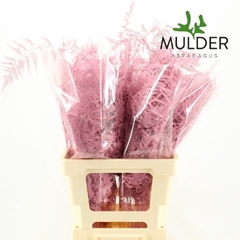 Asparagus Setaceus Painted Pink 65cm