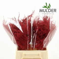 Asparagus Setaceus Painted Red 45cm