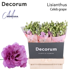 Eustoma Double Celeb Grape 70cm