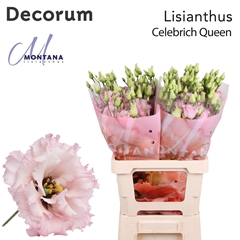 Eustoma Double Celebrich Queen 70cm