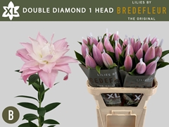 Lily Oriental Double Diamond 80cm 1+
