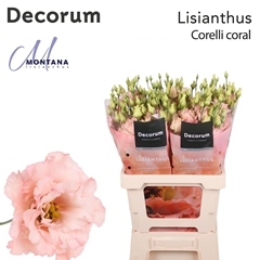 Eustoma Double Corelli Coral 70cm