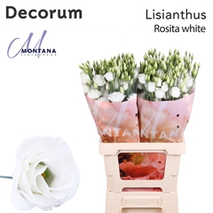 Eustoma Double Rosita White 60cm