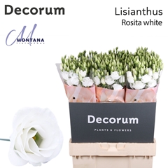 Eustoma Double Rosita White 70cm