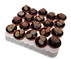 Lithops 5Ø 8cm