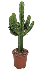 Euphorbia Ingens 19Ø 75cm