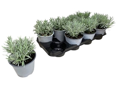Lavandula Angustifolia 14Ø 25cm