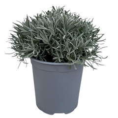 Lavandula Angustifolia 18Ø 38cm