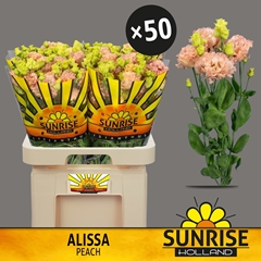 Eustoma Double Alissa Peach 70cm