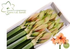 Hippeastrum Rilona 80cm