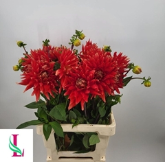 Dahlia Vulcan 60cm