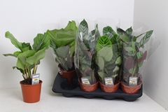 Calathea Mixed 3 Varietys 14Ø 45cm