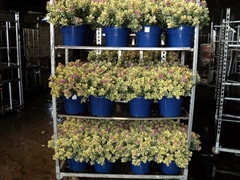Hebe Andersonii Variegata 29Ø 40cm